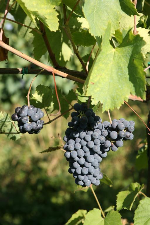 Tenuta Santini Villa Coriano Eksteriør billede