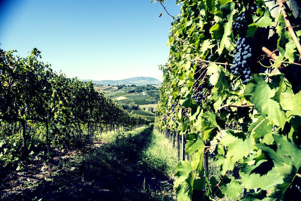 Tenuta Santini Villa Coriano Eksteriør billede
